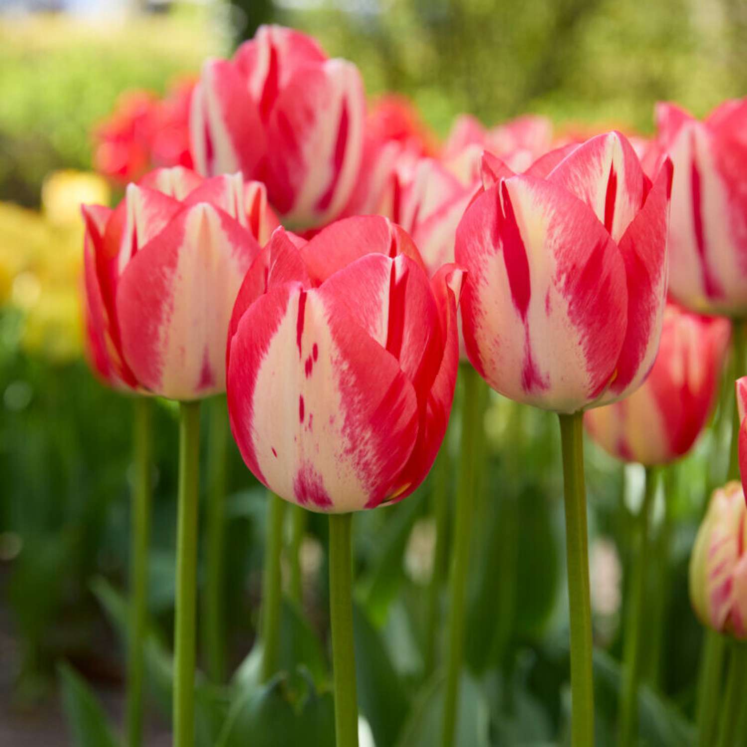 Tulpe 'Spryng Break'